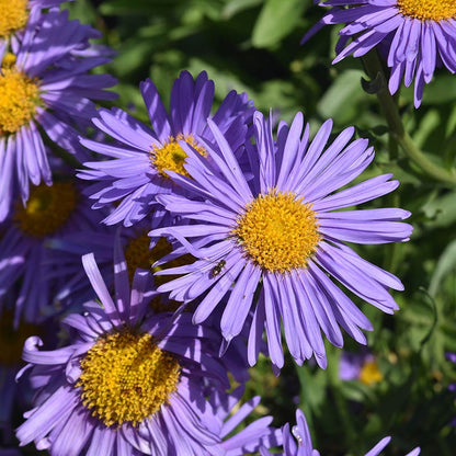 Bumblebee Burrow Native Plant Collection