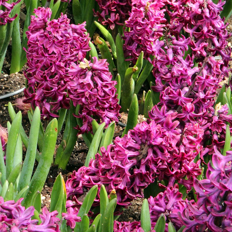 Woodstock Hyacinth - Thumbnail 2