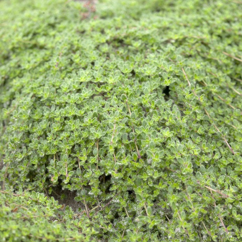 Woolly Thyme