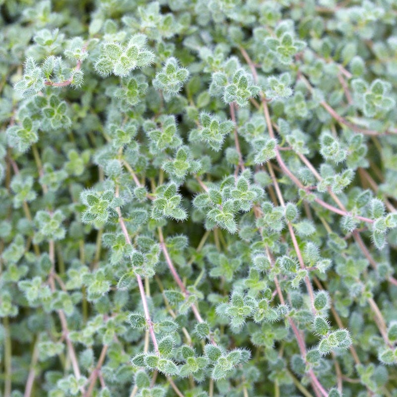 Woolly Thyme