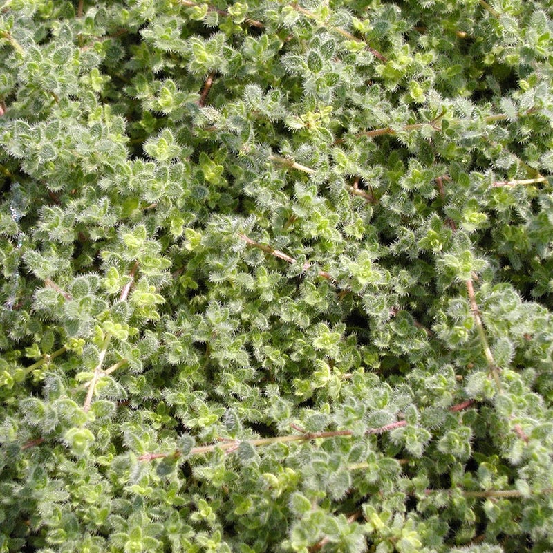 Woolly Thyme