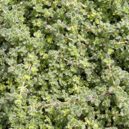 Woolly Thyme