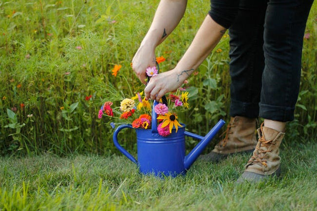 Wildflower Meadow