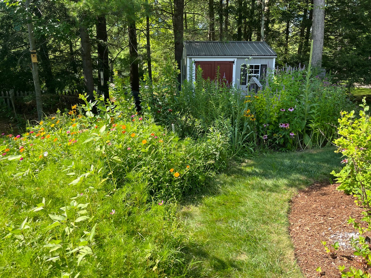 A wildflower mix just beginning to bloom in front of a Vermont home
