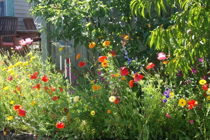This mini meadow shows first-year blooms from one of our regional wildflower seed mixes brightening up the front of the house. 