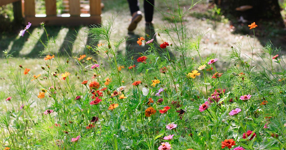 A sunny wildflower patch of zinnias and cosmos in full bloom