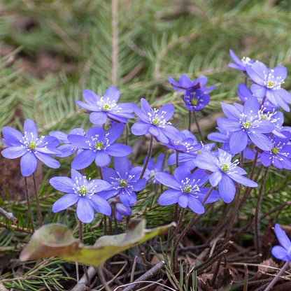 Hepatica