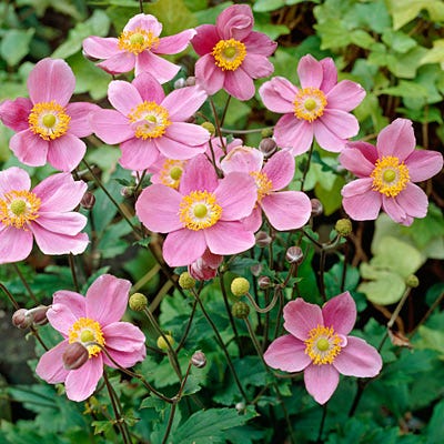 September Charm Anemone