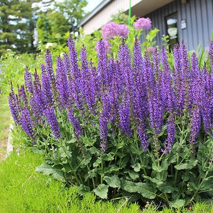 May Night Meadow Sage, Salvia