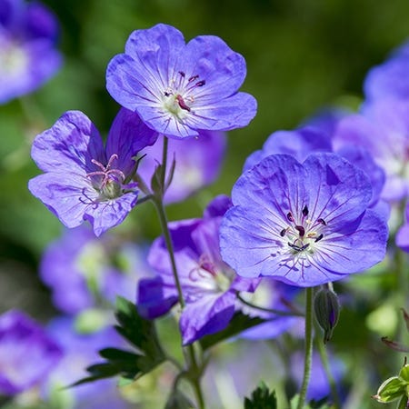 Rozanne Geranium, Cranesbill