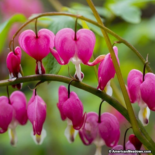 Pink Blooming Bleeding Heart