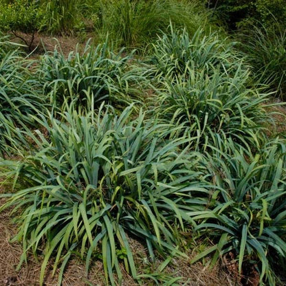 Bunny Blue® Sedge, Photo courtesy of the Mt. Cuba Center