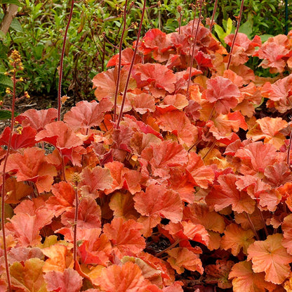 Northern Exposure™ Amber Coral Bells, Photo courtesy of Terra Nova