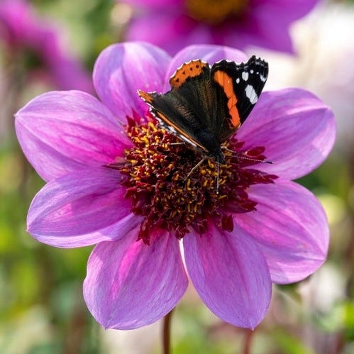 'Blue Bayou' Anemone Dahlia