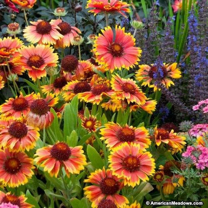 Gaillardia Goblin