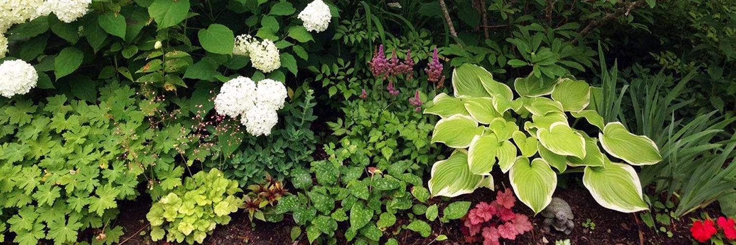 Hosta, Coral Bells, Hydrangea, and Astilbe in Shade Garden