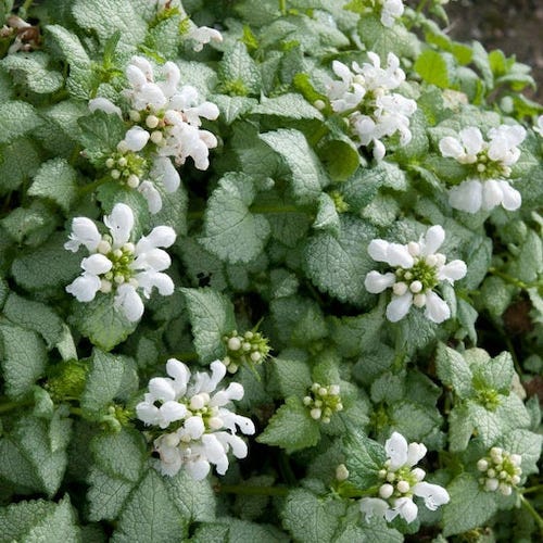 White Nancy Lamium
