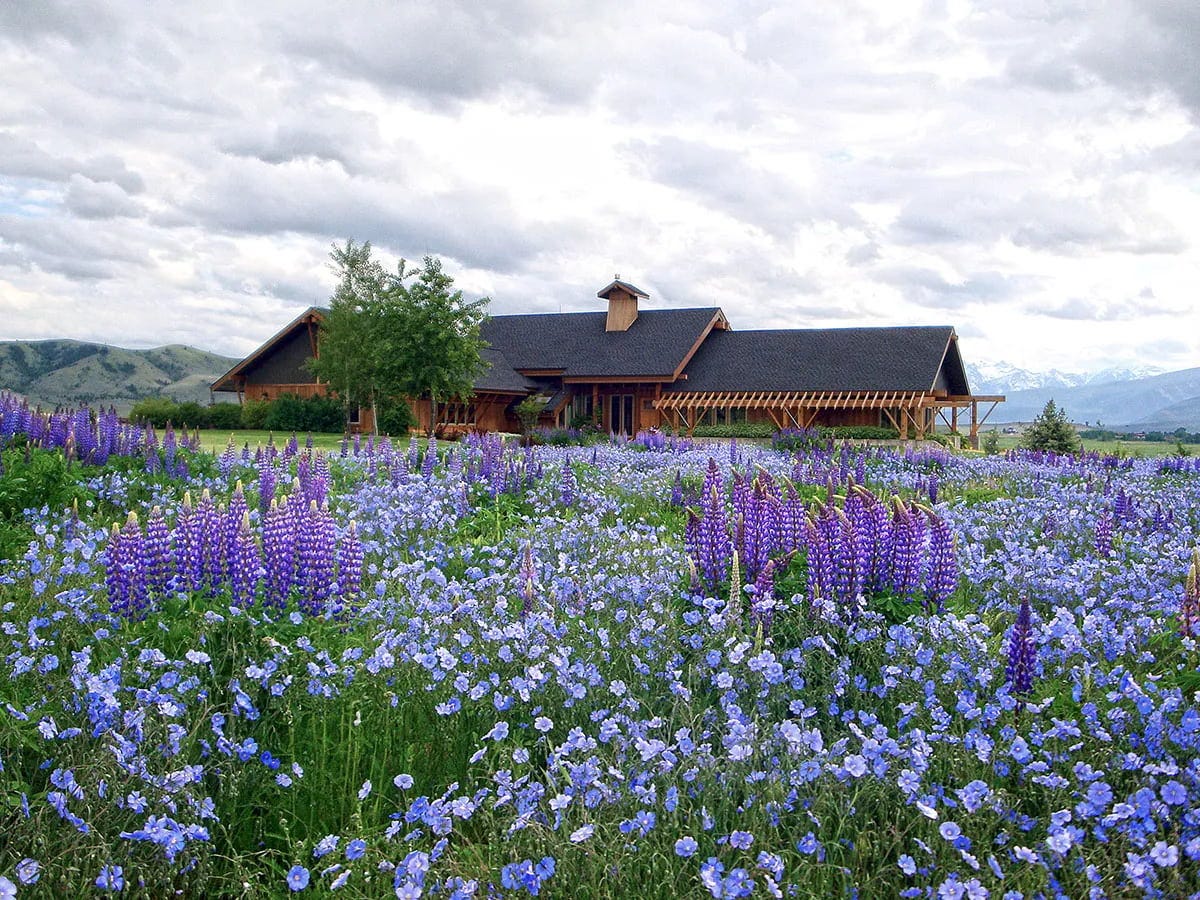 Lupine and Blue Flax bloom in a monochromatic blue wildflower meadow