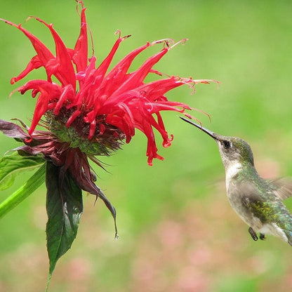 Jacob Cline Bee Balm