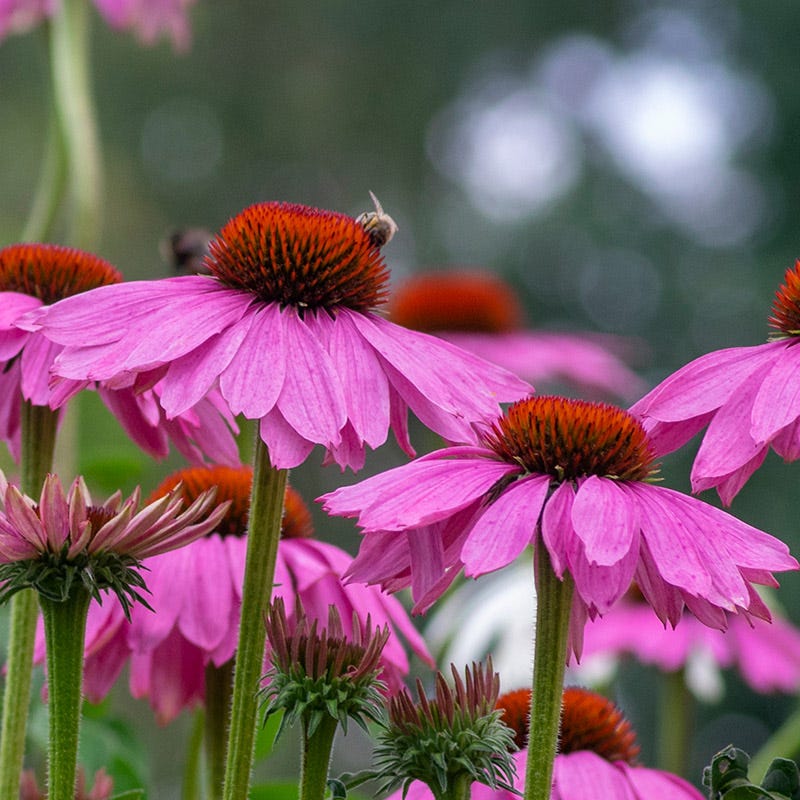 Purple Coneflower