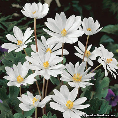 White Bloodroot