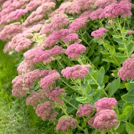 Pink Blooms of Sedum 'Autumn Joy'