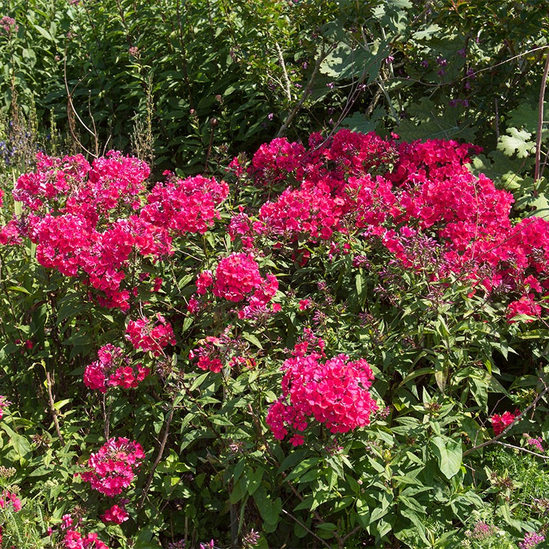Starfire Phlox