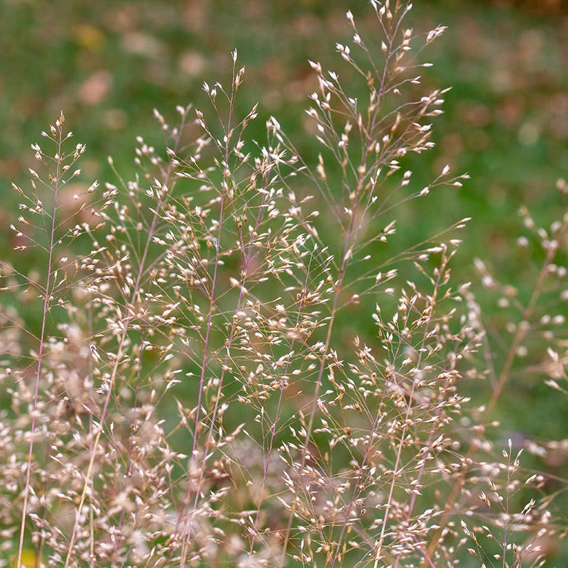 Tufted Hair Grass