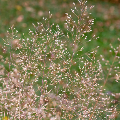 Tufted Hair Grass