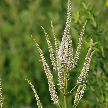 Culver's Root 