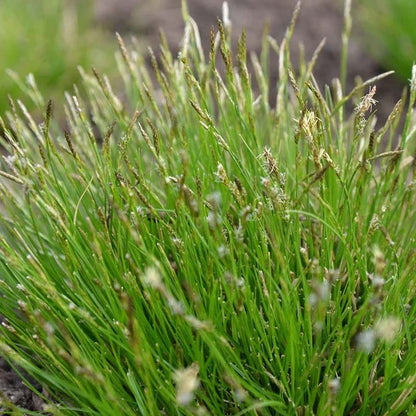 White Tinged Sedge