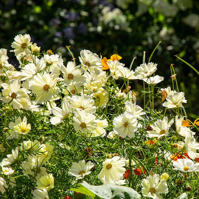 garden cosmos seeds Xanthos Cosmos