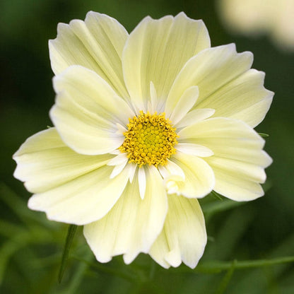 Xanthos Cosmos Seeds