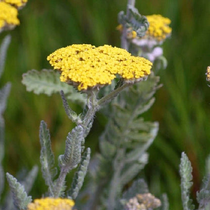 Little Moonshine Yarrow