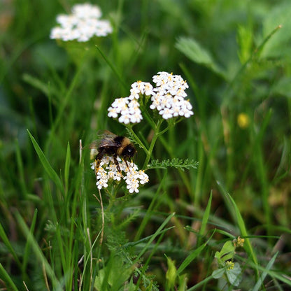Pollinator Paradise Flowering Lawn Seed Mix
