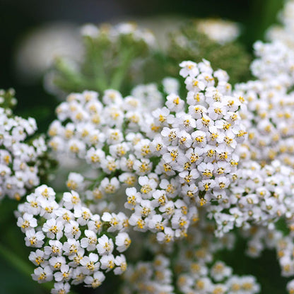 White Yarrow Seeds