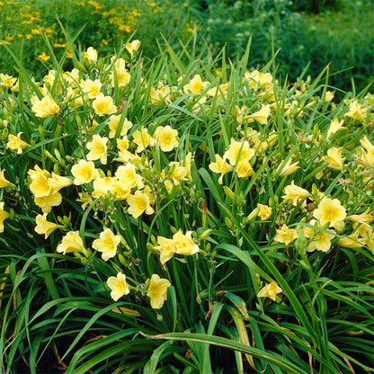Fragrant Returns Daylily