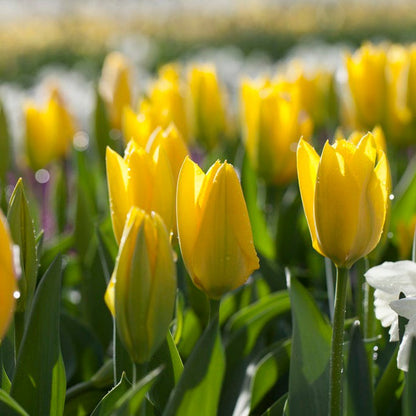 Circus Tent Tulip Collection