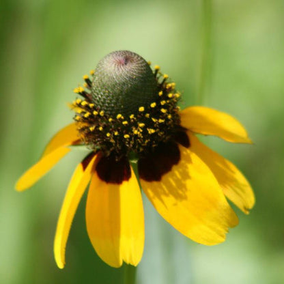 Yellow Prairie Coneflower Seeds