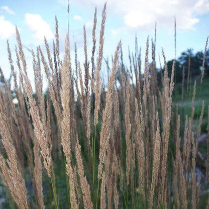 Yellow Prairie Grass