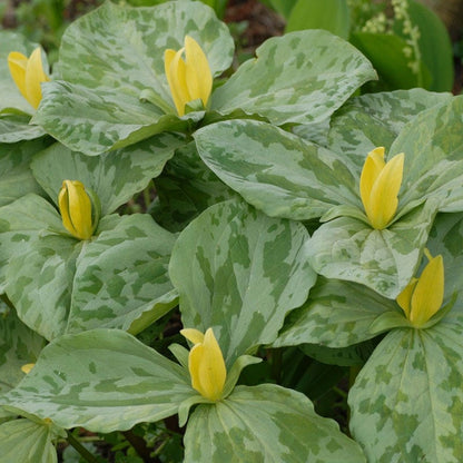 Yellow Trillium