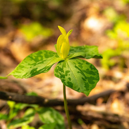 Yellow Trillium