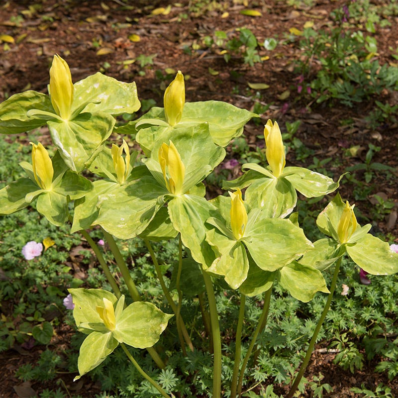 Yellow Trillium