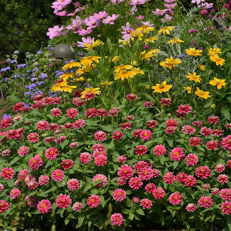 Zahara Raspberry Ripple Zinnias | Heat-Tolerant & Showy
