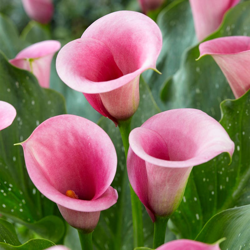 Captain Violetta Calla Lily