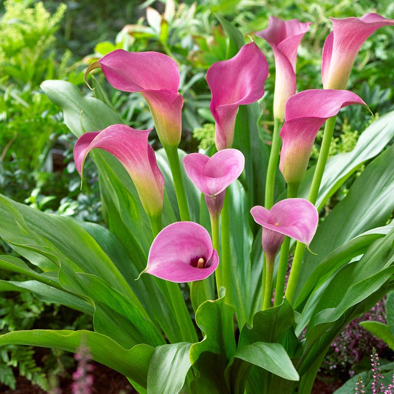 Purple Sensation Calla Lily