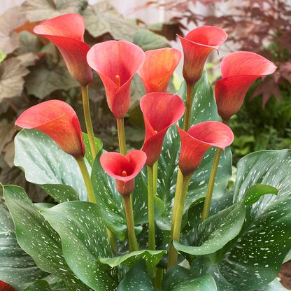 Red Alert Calla Lily