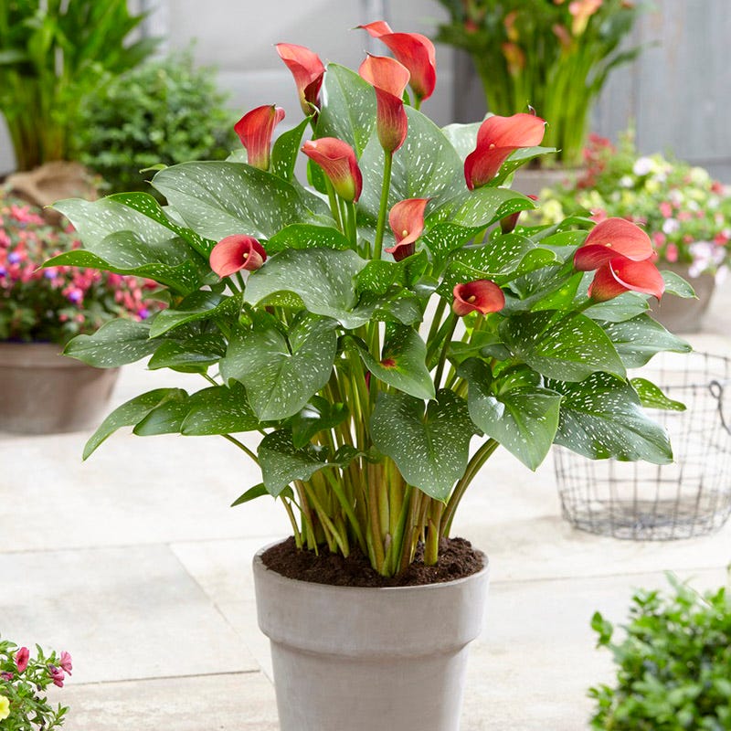 red calla lily plant Red Alert Calla Lily | Zantedeschia
