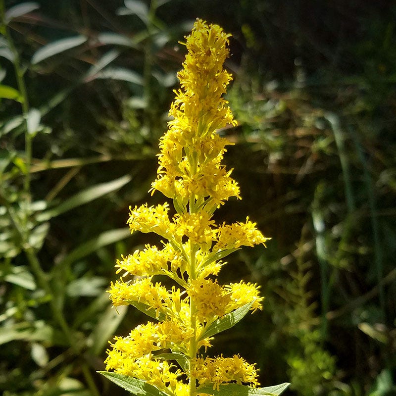 Zig Zag Goldenrod Seeds