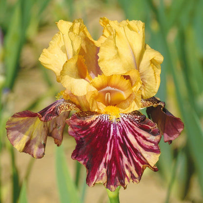 Repeat Performance Bearded Iris Collection